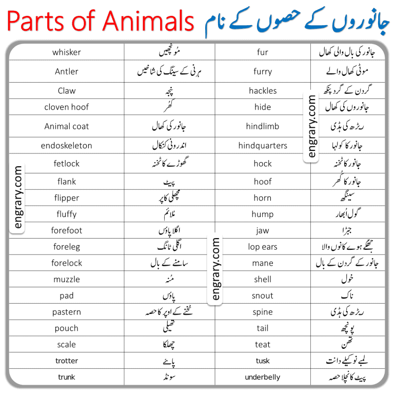 Parts of Animals Vocabulary with Urdu Meanings • Engrary