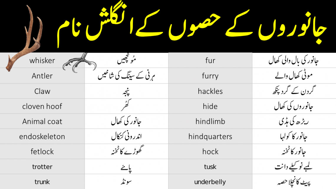 parts of animals vocabulary with urdu meanings