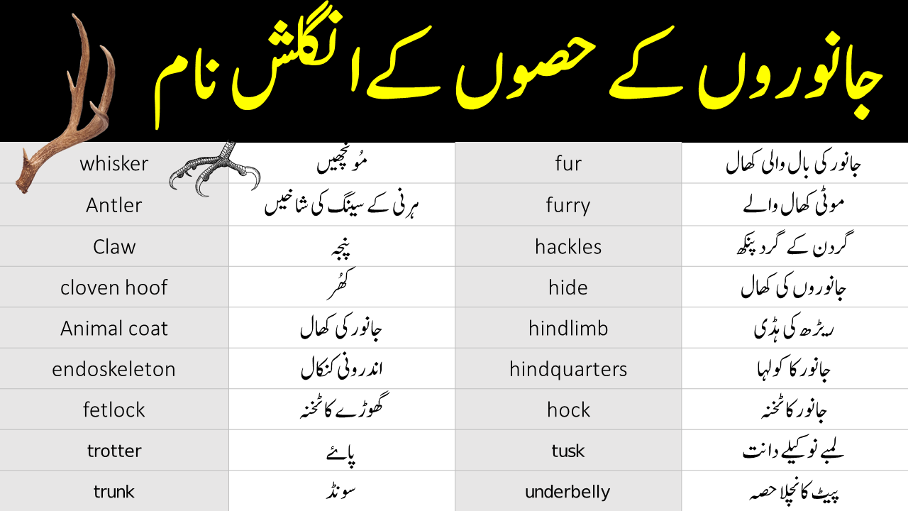 Parts of Animals Vocabulary with Urdu Meanings • Engrary