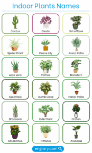150+ Indoor Plants Names in English with Images • Engrary