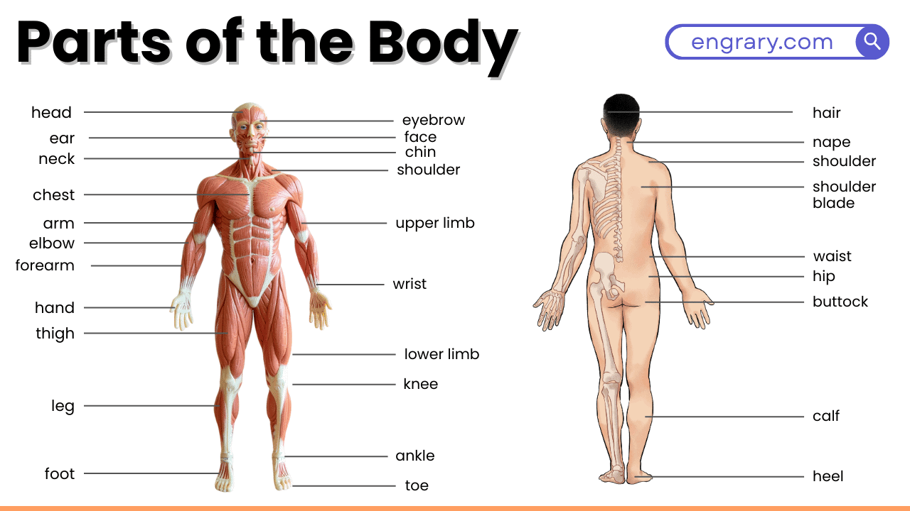 Body Map Labeled 50+ Parts of the Body Names With Labeled Diagram in English • Engrary