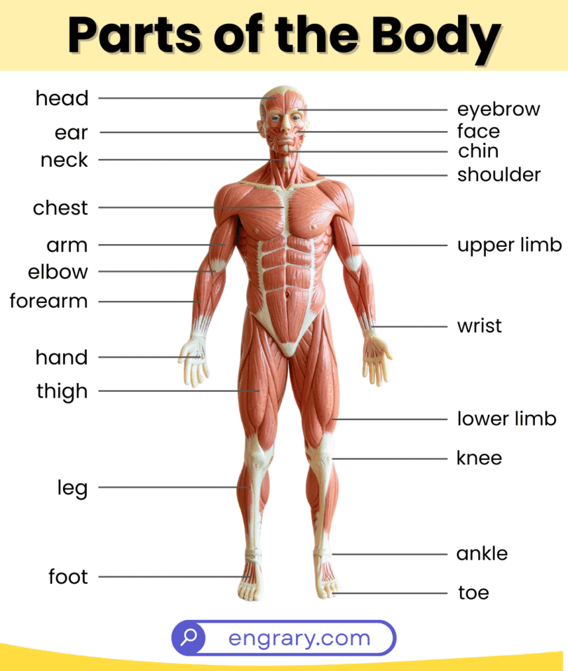 50+ Parts of the Body Names With Labeled Diagram in English • Engrary