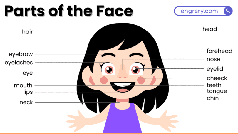 Parts Of The Face With Labeled Diagram And Names • Engrary