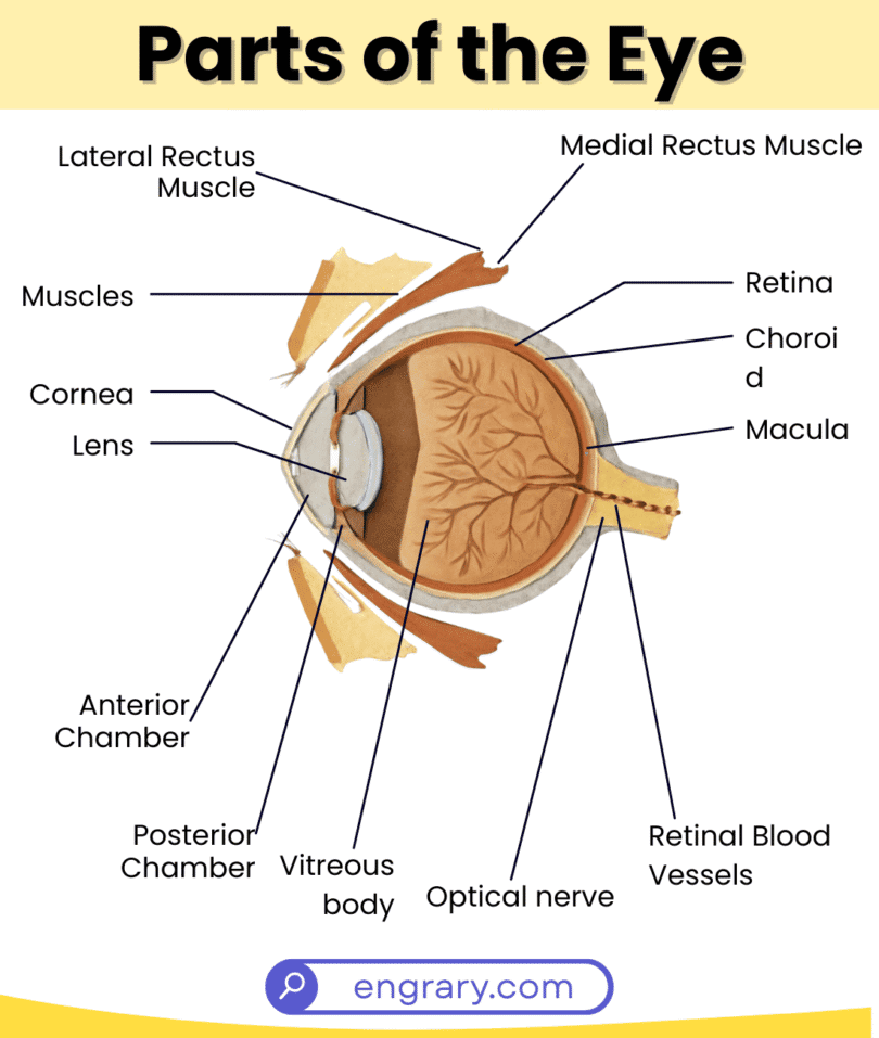 Parts Of The Eye And Their Functions With Diagram • Engrary