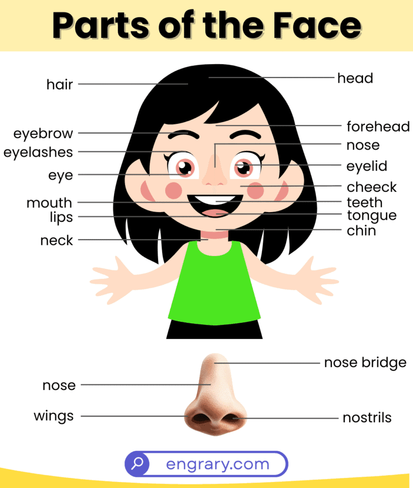 Parts Of The Face With Labeled Diagram And Names • Engrary
