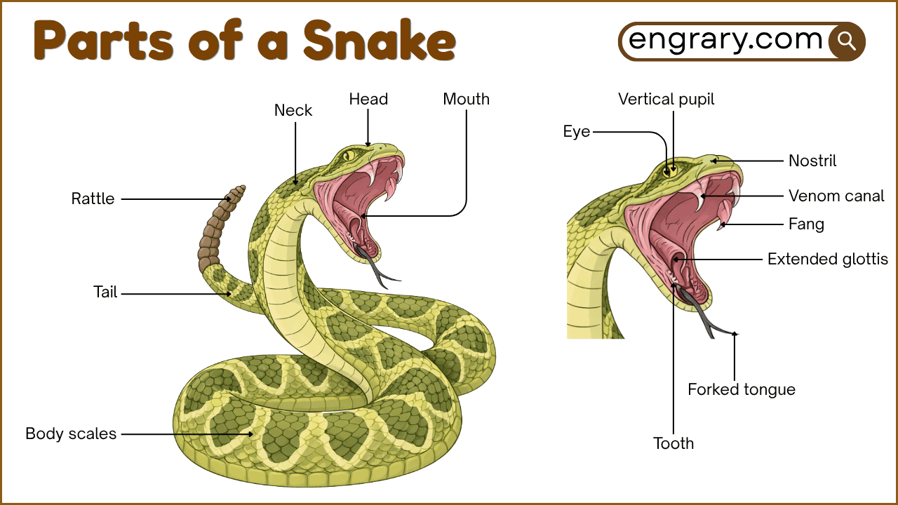 Parts of a Snake: Names, Functions and Labeled Diagram • Engrary