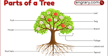 Parts of a tree with labeled diagram showing roots, trunk, bark, branches, leaves, flowers, fruit, cones, and transport tissues