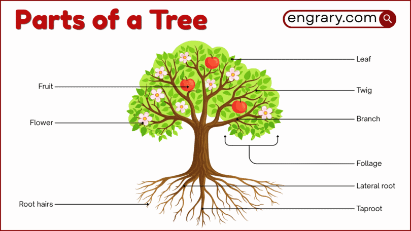 Part Tree Structure Parts of a Tree: Names, Functions, and Labeled Diagram • Engrary